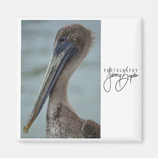 St. Pete Pelican 2x2 magneet (Voorkant)