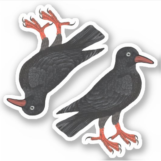 St. Piran's Day / St. Thomas Becket Choughs (fR) - Sticker (Voorkant)