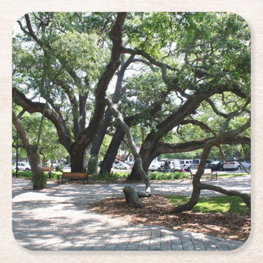 St Simons Island GA Wandering Oak Foto Kartonnen Onderzetters (Voorkant)