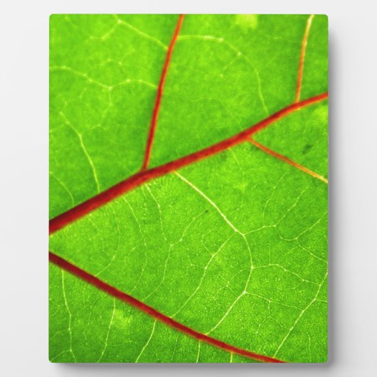 St. Thomas 1 Fotoplaat (Voorkant)