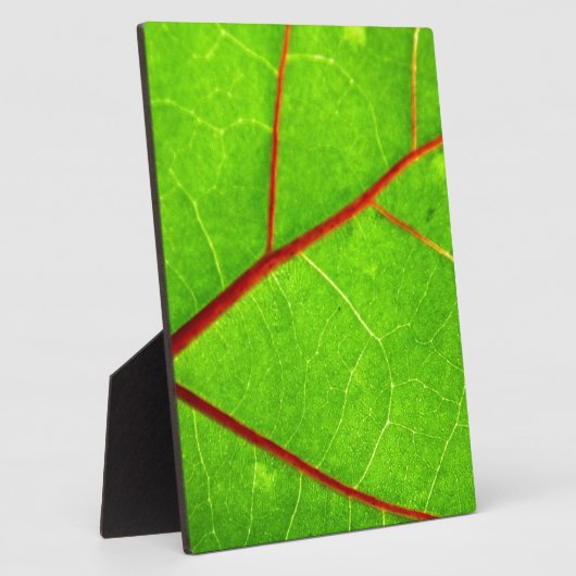 St. Thomas 1 Fotoplaat (Zijkant)