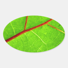 St. Thomas 1 Ovale Sticker