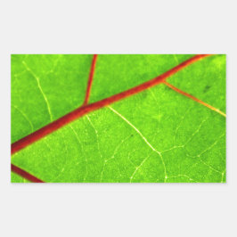 St. Thomas 1 Rechthoekige Sticker