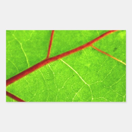 St. Thomas 1 Rechthoekige Sticker (Voorkant)