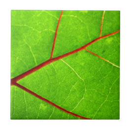 St. Thomas 1 Tegeltje