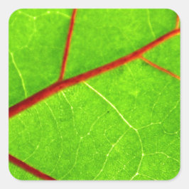 St. Thomas 1 Vierkante Sticker