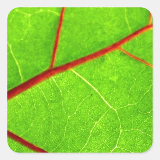 St. Thomas 1 Vierkante Sticker (Voorkant)