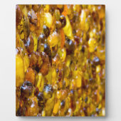 St. Thomas 2 Fotoplaat (Voorkant)