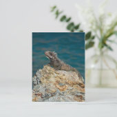 St. Thomas, Iguana Briefkaart (Staand voorkant)