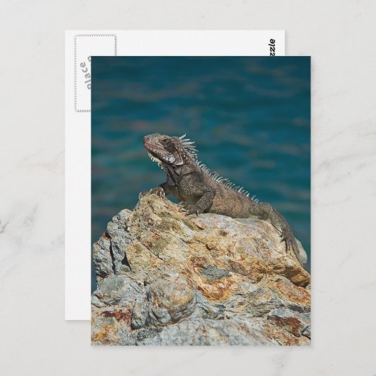 St. Thomas, Iguana Briefkaart (Voorkant / Achterkant)