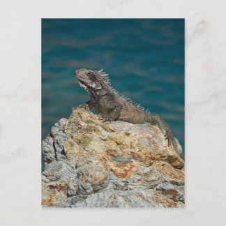 St. Thomas, Iguana Briefkaart