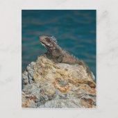 St. Thomas, Iguana Briefkaart (Voorkant)