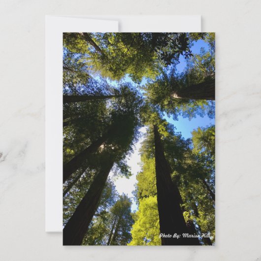 Staan hoog met de sequoia's feestdagenkaart (Voorkant)