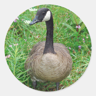 Staande Canadese Goose Sticker