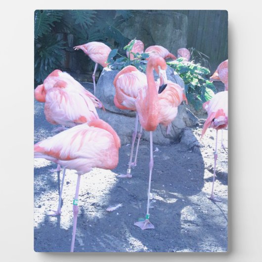 staande flamingo fotoplaat (Voorkant)