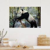 Staande Panda Poster (Keuken)