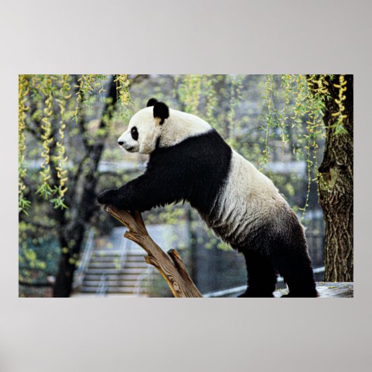 Staande Panda Poster (Voorkant)