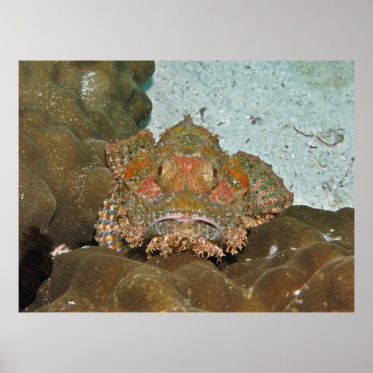 Staar-down van schorpioenvis poster (Voorkant)