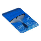 Staart van een Whale Premium Magnet Magneet (Rechterzijde)