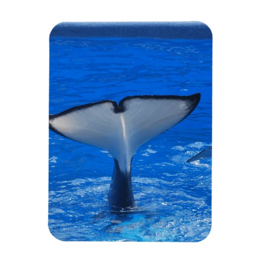 Staart van een Whale Premium Magnet Magneet (Verticaal)