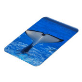 Staart van een Whale Premium Magnet Magneet (Linkerzijde)