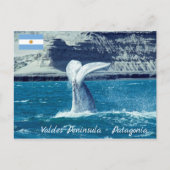 Staart van walviskalf - Argentinië Briefkaart (Voorkant)