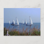 Staarten op de Chesapeake Briefkaart (Voorkant)