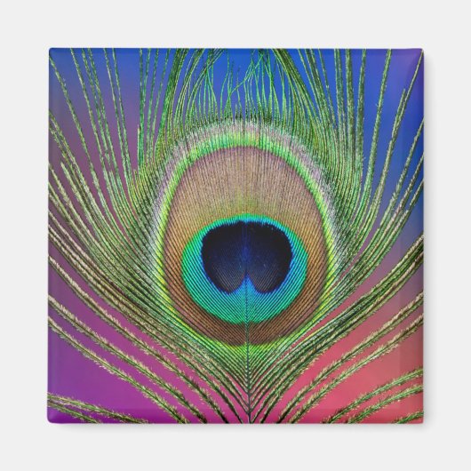 Staartveer van een pauw magneet (Voorkant)
