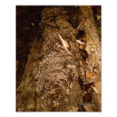 staartveren parade foto afdruk (Voorkant)