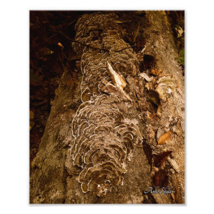 staartveren parade foto afdruk