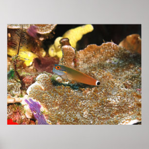 Staartvlek Blenny van Raja Ampat Poster