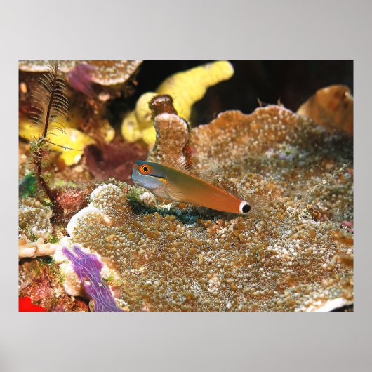 Staartvlek Blenny van Raja Ampat Poster (Voorkant)