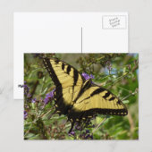 Staartvlinder op vlinderstruik briefkaart (Voorkant / Achterkant)