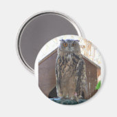 Staaruil Magneet (Voorkant / Achterkant)