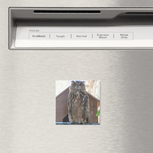 Staaruil Magneet (Insitu (Vaatwasser))