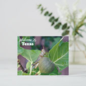 staat Texas Briefkaart (Staand voorkant)