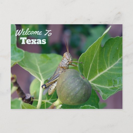 staat Texas Briefkaart (Voorkant)