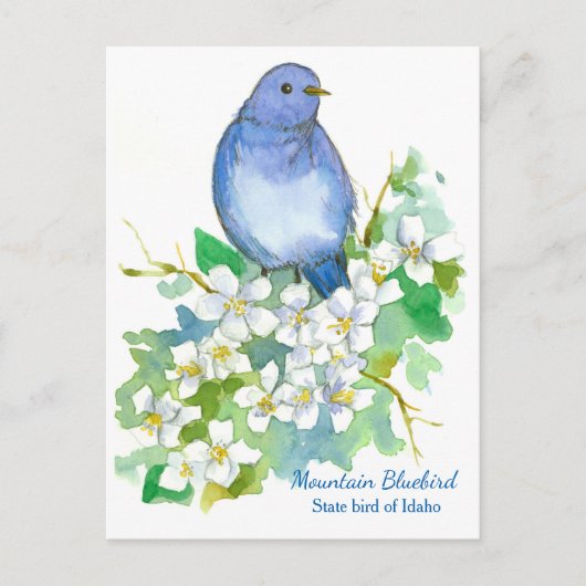 Staat vogel van Idaho Mountain Bluebird Briefkaart (Voorkant)