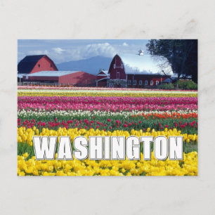 Staat Washington   Tulpenveld   Gefeliciteerd verj Briefkaart