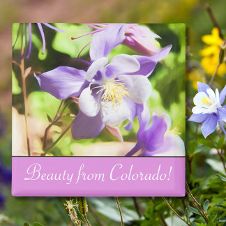 Staatsbloem Colorado Rocky Mountain Columbine Magneet