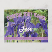 Staatslager van Tennessee de Iris Briefkaart (Voorkant)