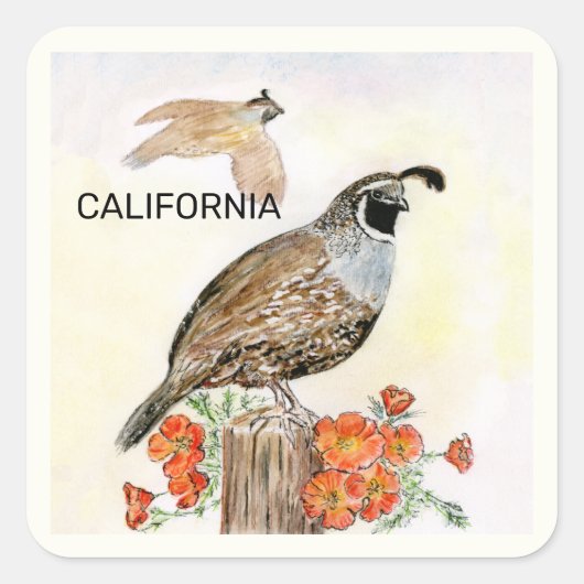 Staatsvogel en -bloem van Californië Vierkante Sticker (Voorkant)