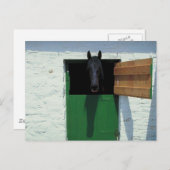 Stabelpaard met Franse deur Briefkaart (Voorkant / Achterkant)