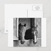 Stabiele paren briefkaart (Voorkant / Achterkant)