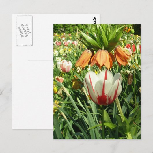 Stacey's Floral Design Briefkaart (Voorkant / Achterkant)