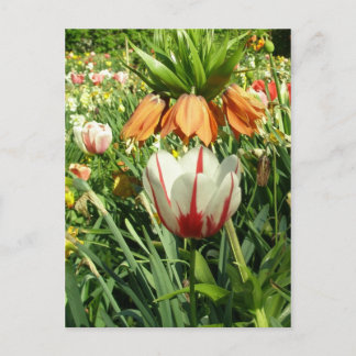 Stacey's Floral Design Briefkaart