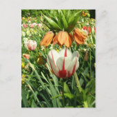 Stacey's Floral Design Briefkaart (Voorkant)