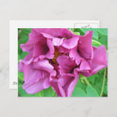 Stacey's Floral Design's Briefkaart (Voorkant / Achterkant)