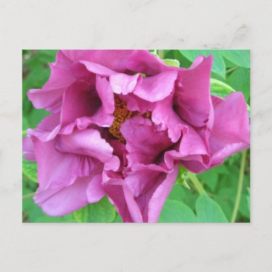 Stacey's Floral Design's Briefkaart (Voorkant)