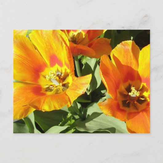 Stacey's Floral Design's Briefkaart (Voorkant)